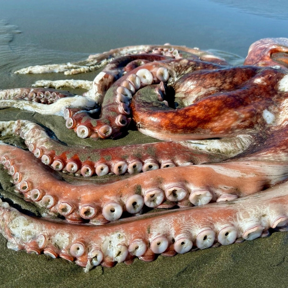 Ảnh chụp bạch tuộc khổng lồ từ góc nhìn trực diện