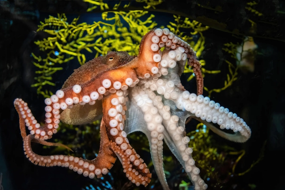 Bạch tuộc khổng lồ và sự tương phản màu sắc với san hô