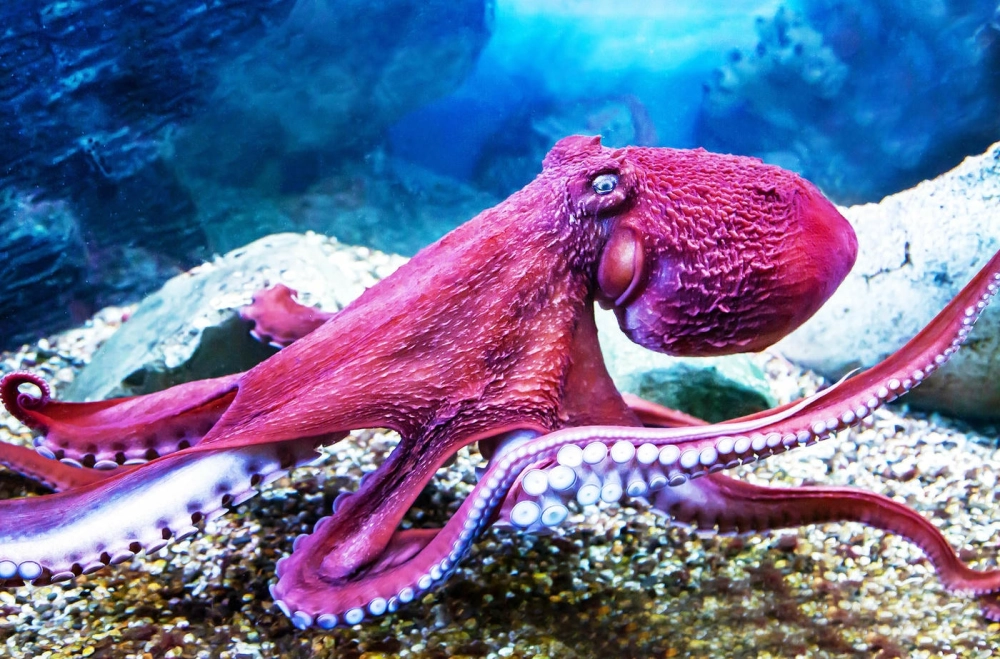 Những xúc tu bạch tuộc khổng lồ quấn quanh xác tàu cổ