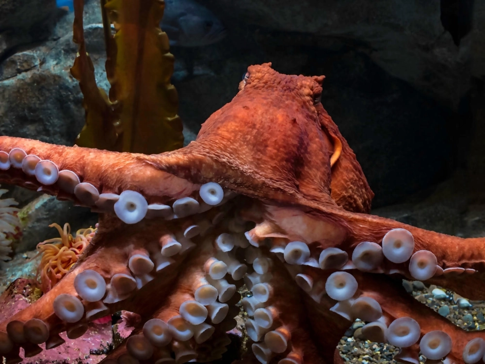 Bạch tuộc khổng lồ chuyển đổi màu sắc da trong tích tắc