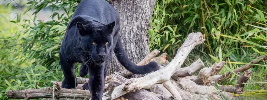 Hình vẽ báo đen sáng tạo và đầy nghệ thuật