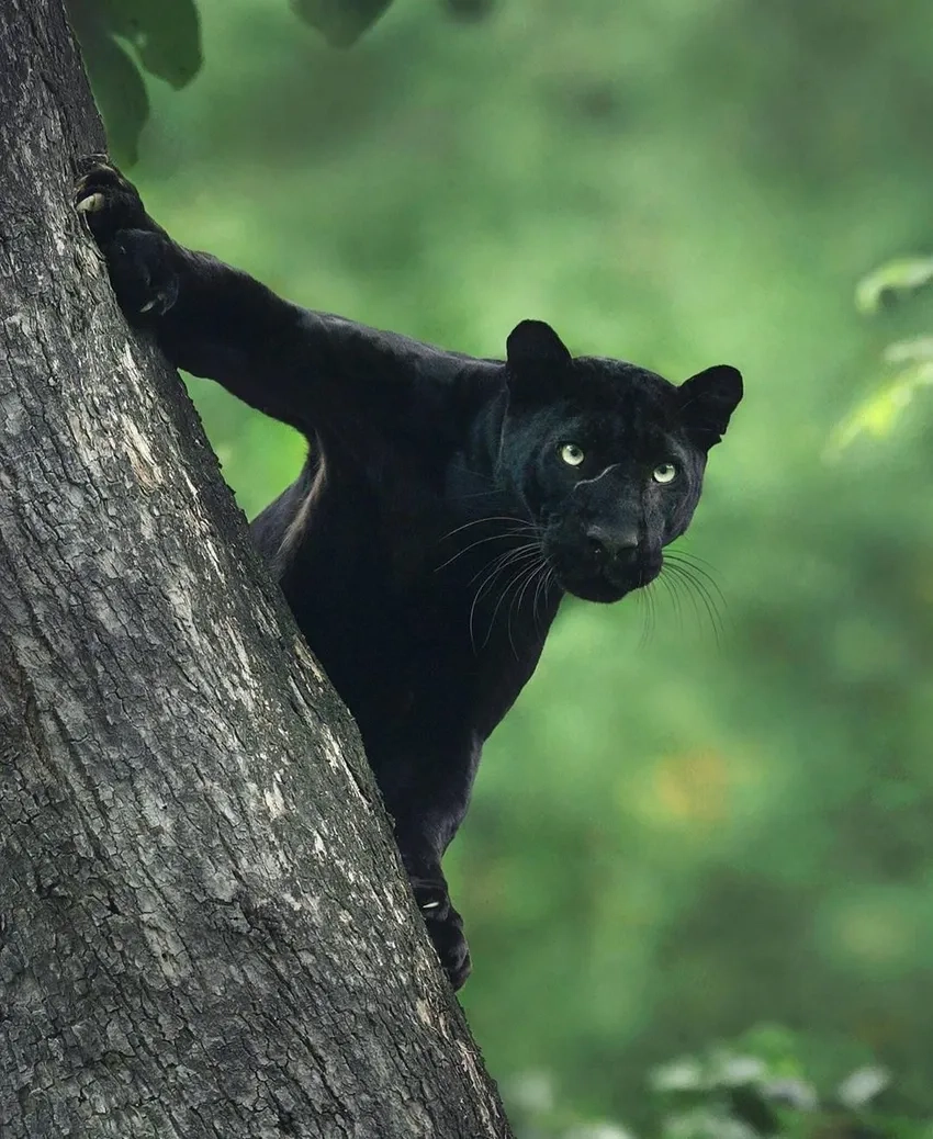 Hình nền điện thoại báo đen tinh tế và nổi bật