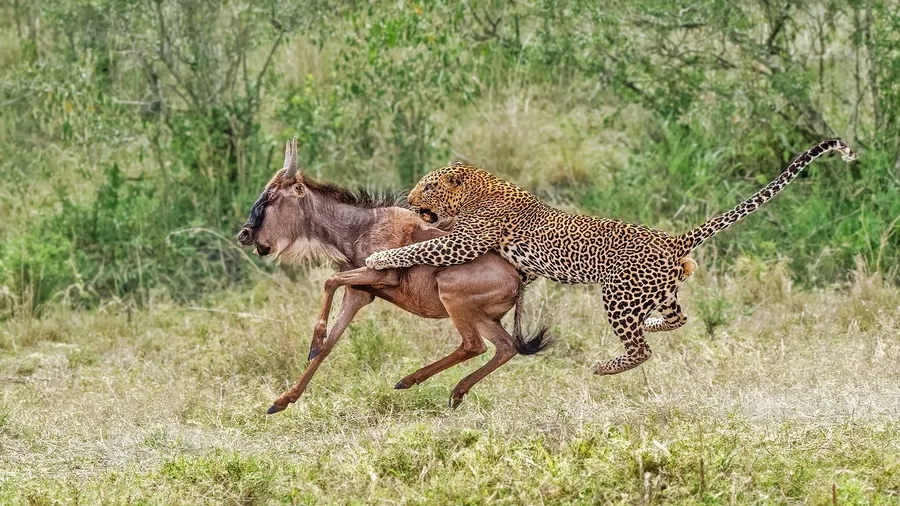 Báo đốm rình mồi trong rừng chuẩn bị tấn công