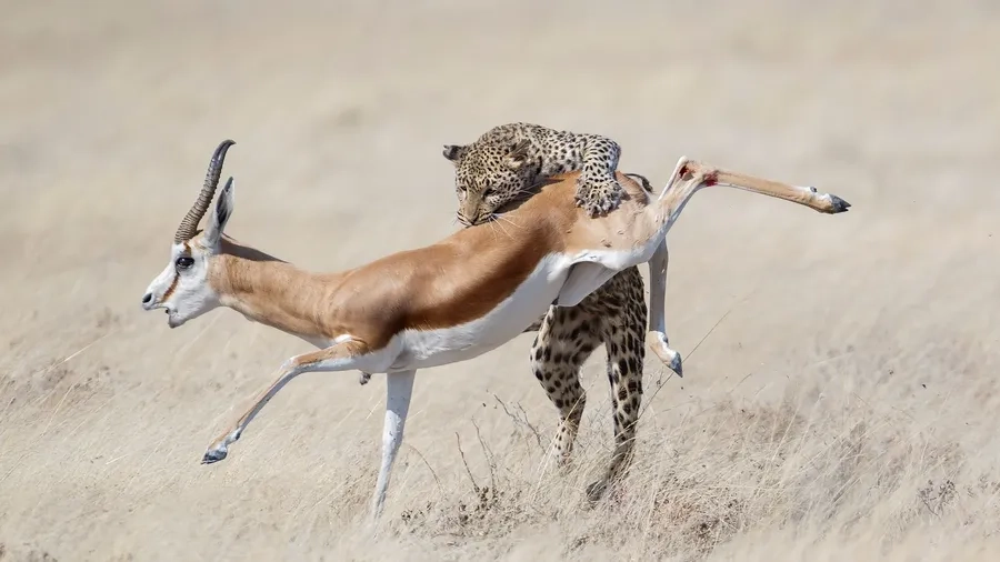 Báo đốm bắt linh dương bằng chiêu rình và tốc độ thần tốc