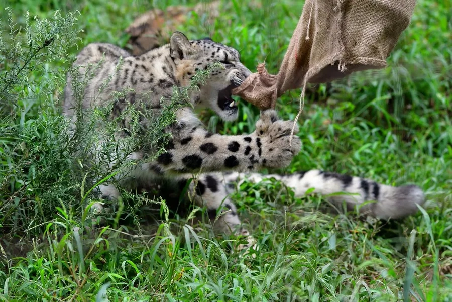 Báo đốm trong hoang dã săn mồi tự nhiên đầy sinh động