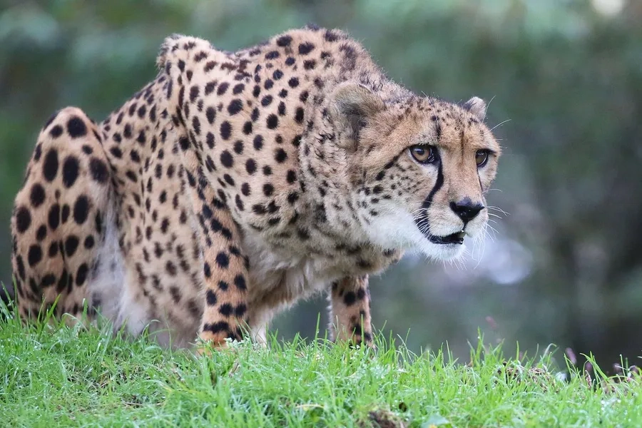 Báo đốm bơi săn mồi giữa sông nước mạo hiểm