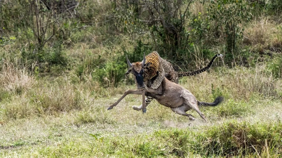 Báo đốm sau khi săn con mồi nghỉ ngơi giữa thiên nhiên