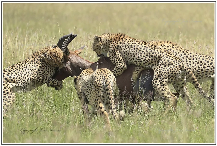 So sánh săn mồi báo đốm và báo sư tử đầy thú vị