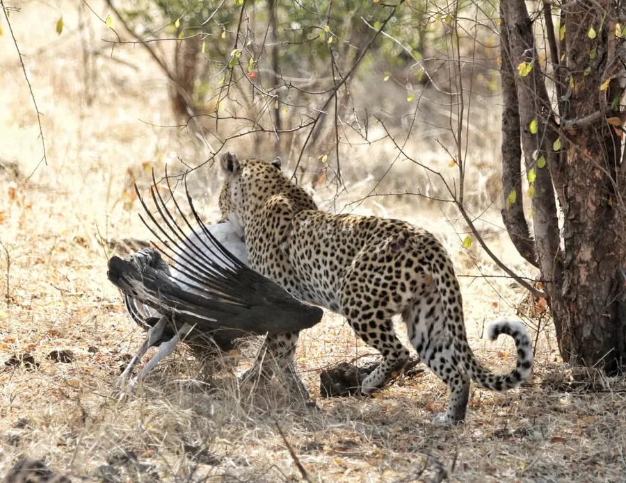 Cảnh báo báo đốm săn mồi giúp tránh nguy hiểm cho con mồi