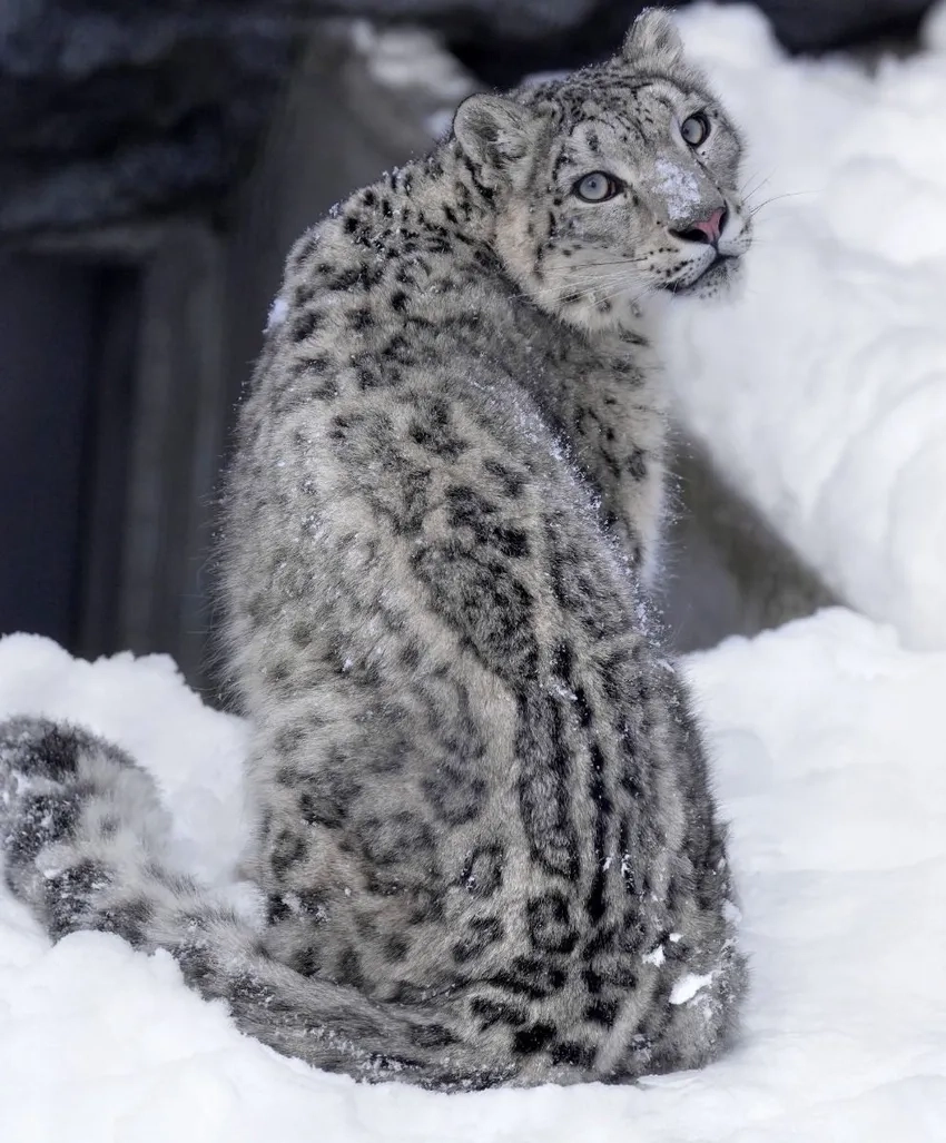 Hình ảnh báo tuyết hiếm trong môi trường hoang dã đầy bí ẩn