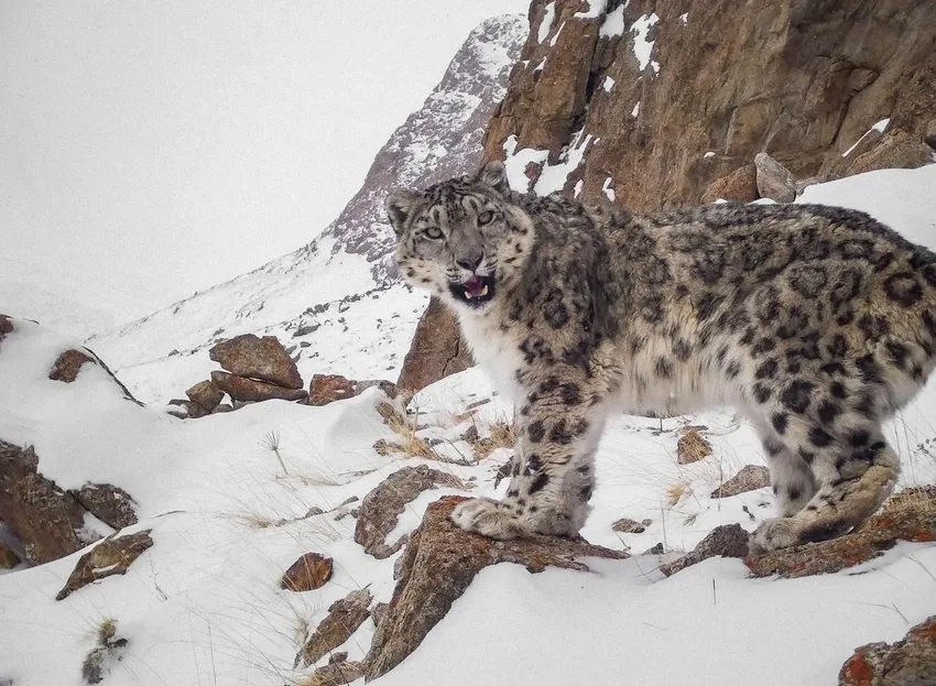 Báo tuyết trên tuyết di chuyển uyển chuyển và mạnh mẽ