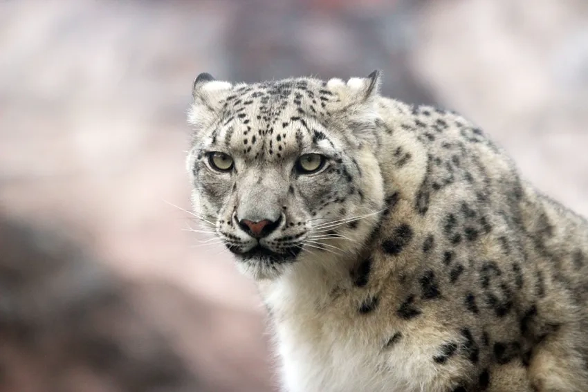 Báo tuyết đáng yêu khoe bộ lông trắng tinh khôi