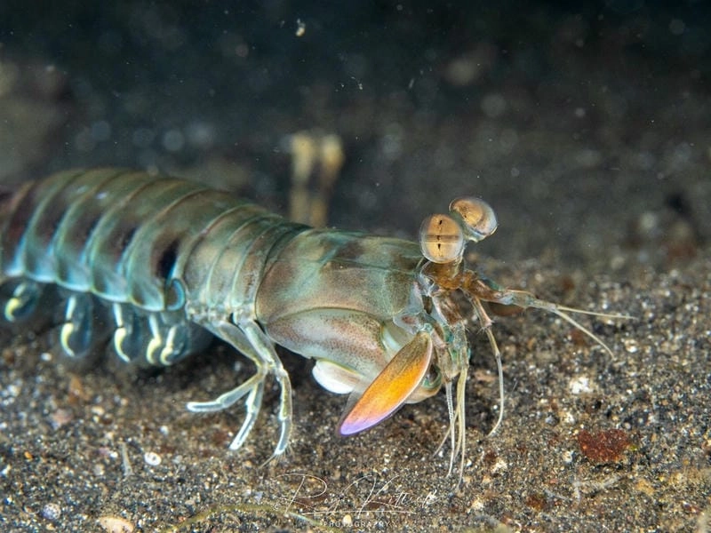 Con bề bề có hình dáng độc đáo lạ mắt