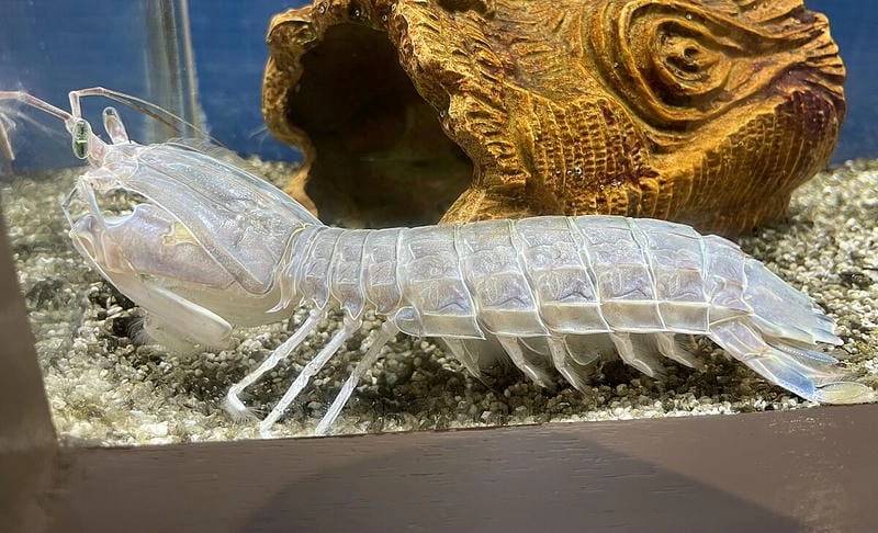 Bề bề có độc không là câu hỏi phổ biến