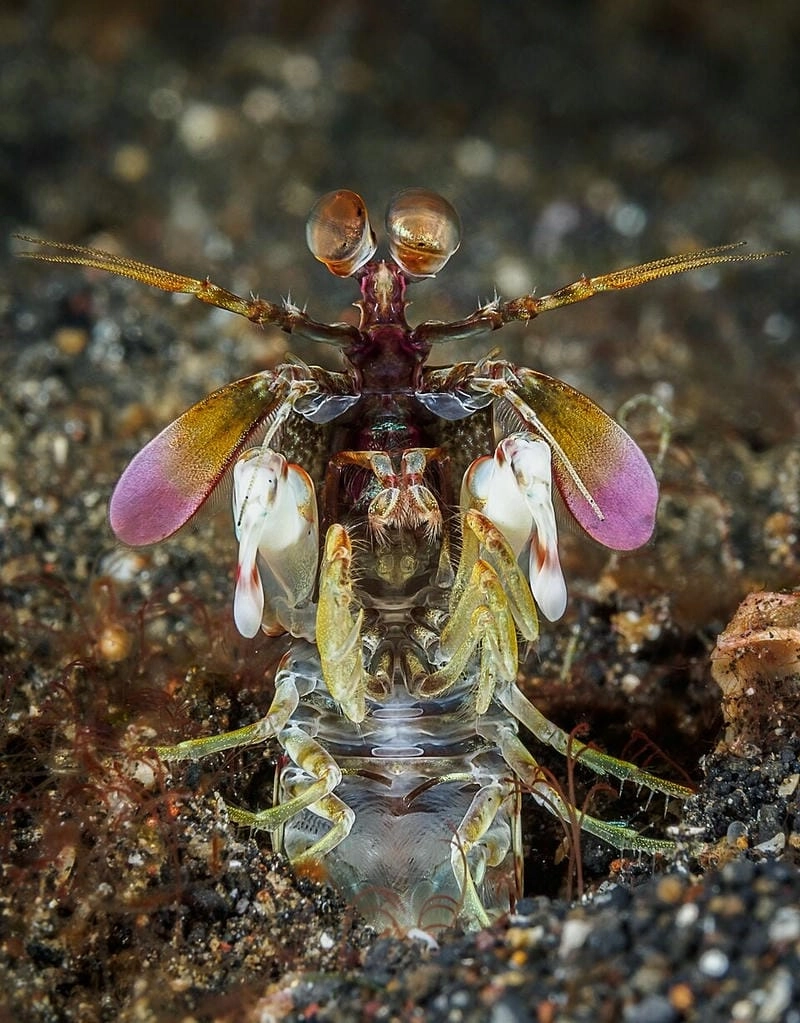 Nơi sống bề bề thường ở vùng đá ngầm