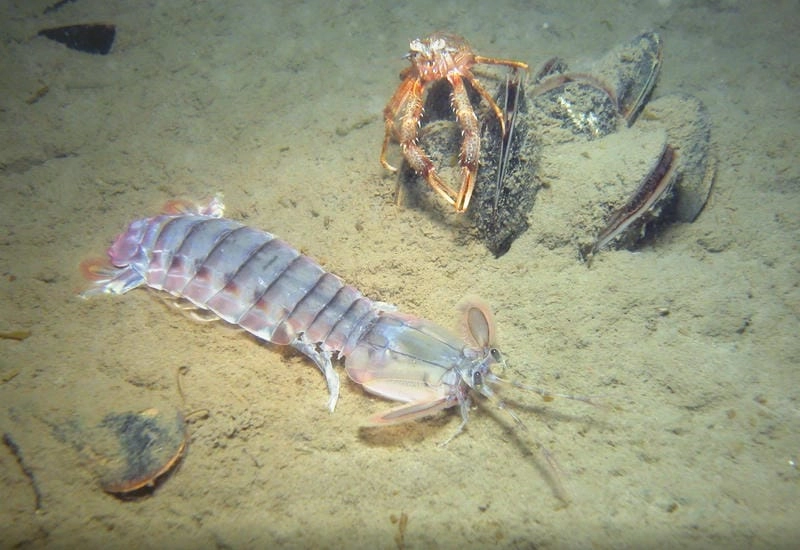 Tập tính bề bề nổi bật với cú đòn mạnh