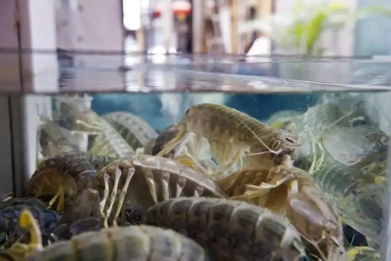 Các loại bề bề phân bố nhiều vùng biển