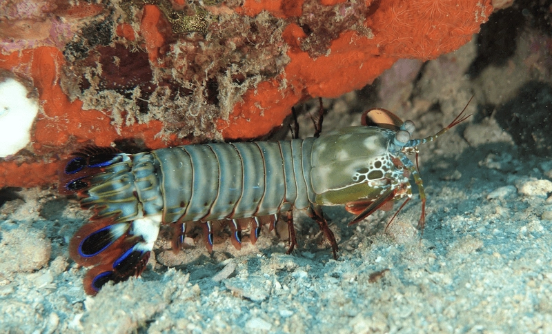 Bề bề khổng lồ hiếm gặp ngoài tự nhiên