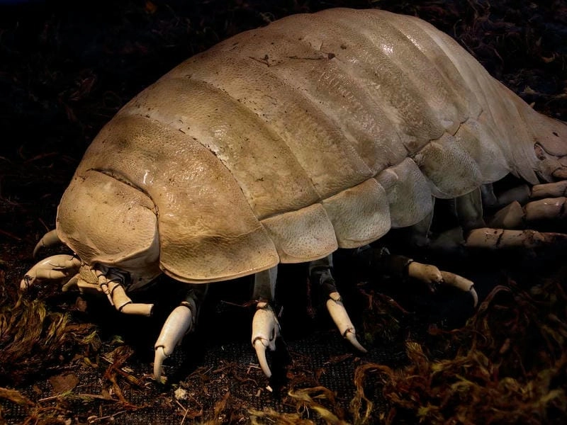 Bọ biển là con gì câu hỏi khiến nhiều người tò mò