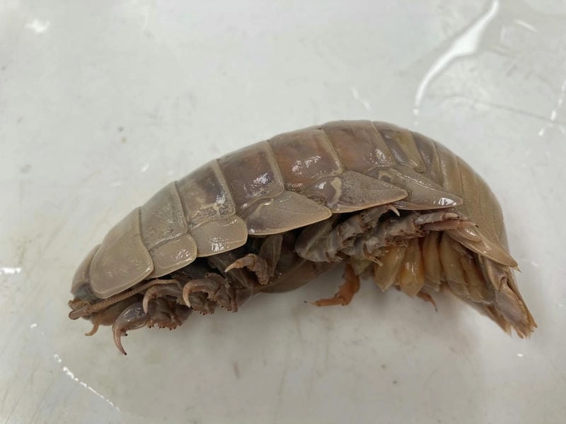 Bọ biển sống ở đâu thường thấy tại biển sâu lạnh