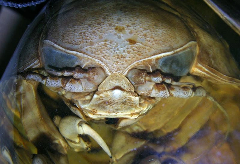 Bọ biển thiên nhiên đại diện sinh vật biển sâu