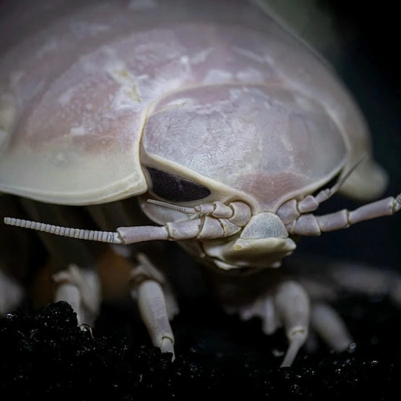 Nơi sống bọ biển chủ yếu ở đáy biển tối