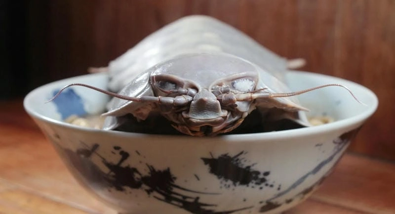 Nguồn gốc bọ biển gắn với tiến hóa cổ xưa