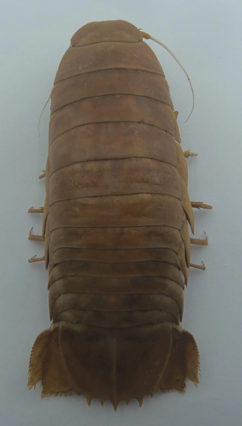 Hình nền bọ biển mang vẻ đẹp lạ của biển sâu