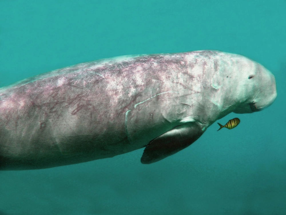 Những nét vẽ tinh tế trong hình vẽ bò biển cho người mới bắt đầu