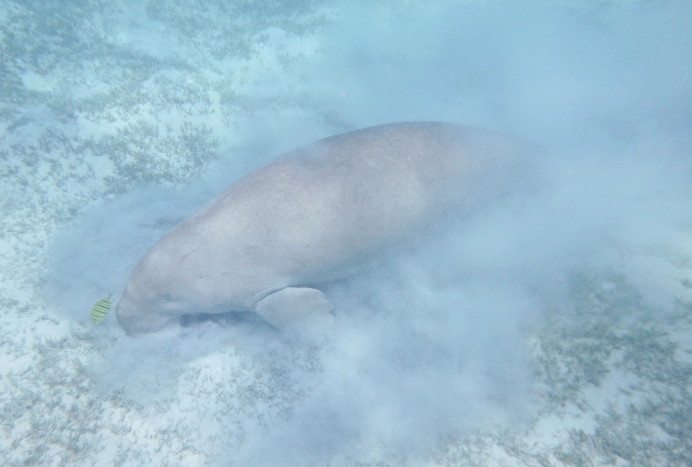 Phân biệt bò biển khác lợn biển chỗ nào qua hình dáng chiếc đuôi