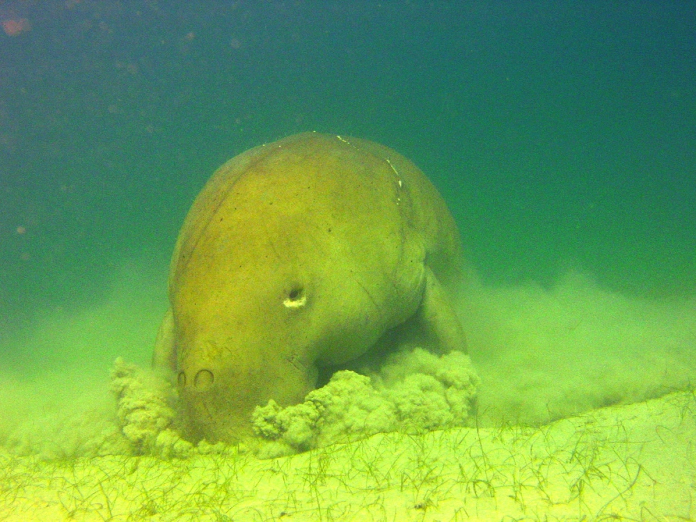 Tải về hình nền bò biển chất lượng cao cho điện thoại và máy tính