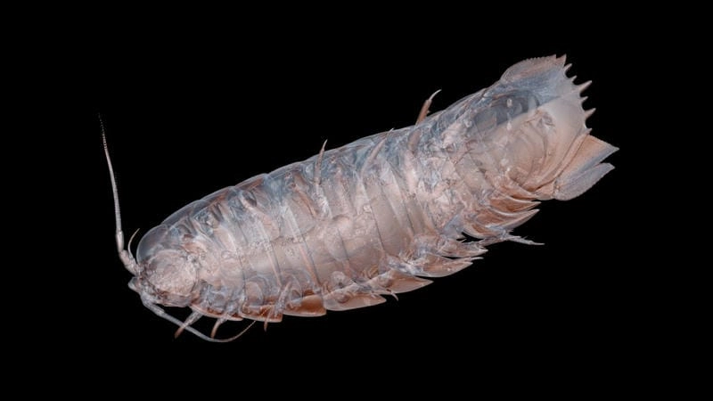 Các loại bọ biển phân bố rộng khắp đại dương