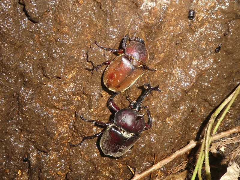 Hình ảnh sắc nét và sống động là bọ cánh cứng hình ảnh rõ