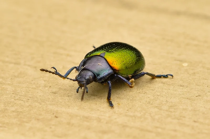 Khám phá thiên nhiên qua bọ cánh cứng thiên nhiên