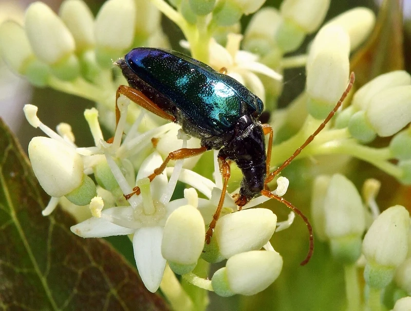 Sắc nét tuyệt đối với bọ cánh cứng độ nét cao