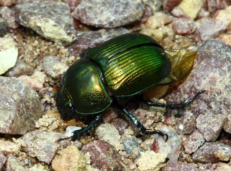 Đặc điểm nổi bật tạo nên sức hút bọ cánh cứng