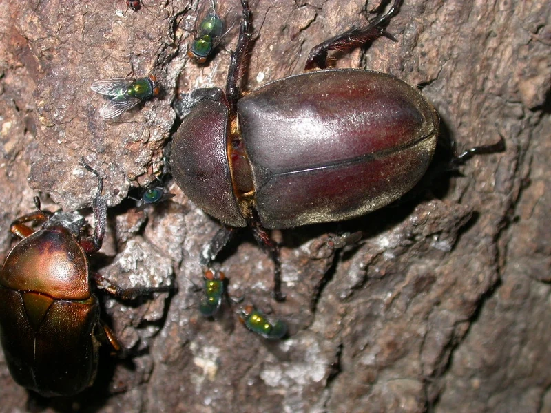 Vai trò quan trọng trong tự nhiên là bọ cánh cứng hệ sinh thái