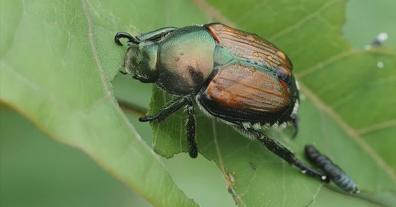 Ngắm từng chi tiết cứng cáp của bọ cánh cứng cánh cứng