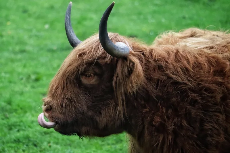 Giải đáp bò Highland có hung dữ không