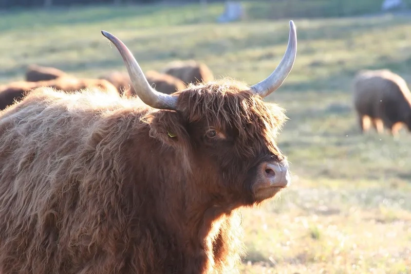 Cách chăm sóc bộ lông bò Highland