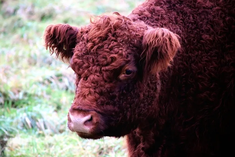 Phát triển mô hình nuôi bò Highland