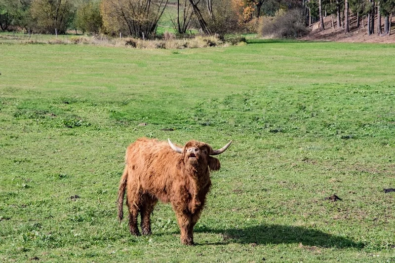 Tìm hiểu xem bò Highland ăn gì