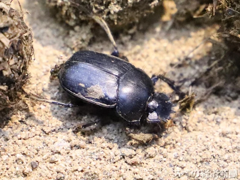 Hòa mình ngoài trời cùng bọ hung ngoài trời