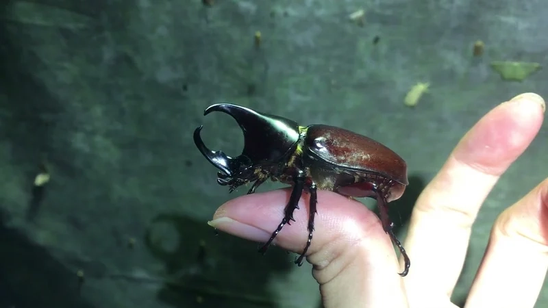 Từng chi tiết tinh xảo là bọ hung chi tiết