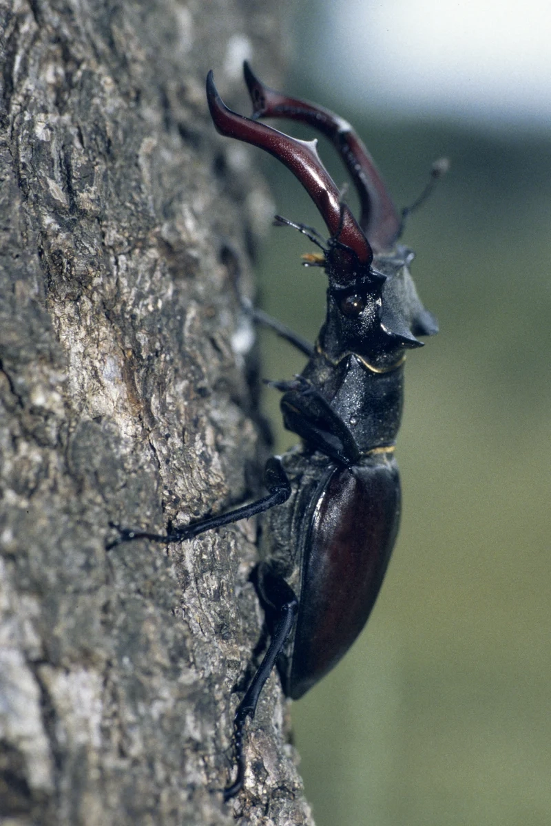 Chiêm ngưỡng bọ kẹp kìm ngoài trời tung cánh trên hoa