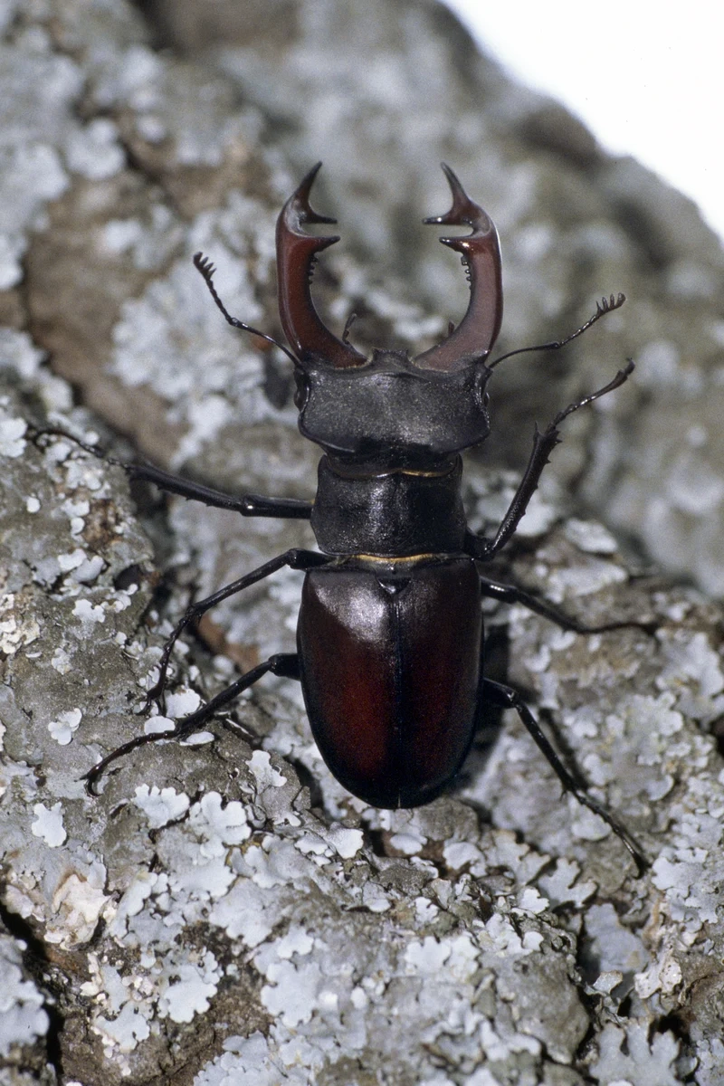 Tìm hiểu bọ kẹp kìm sinh học và vai trò trong môi trường