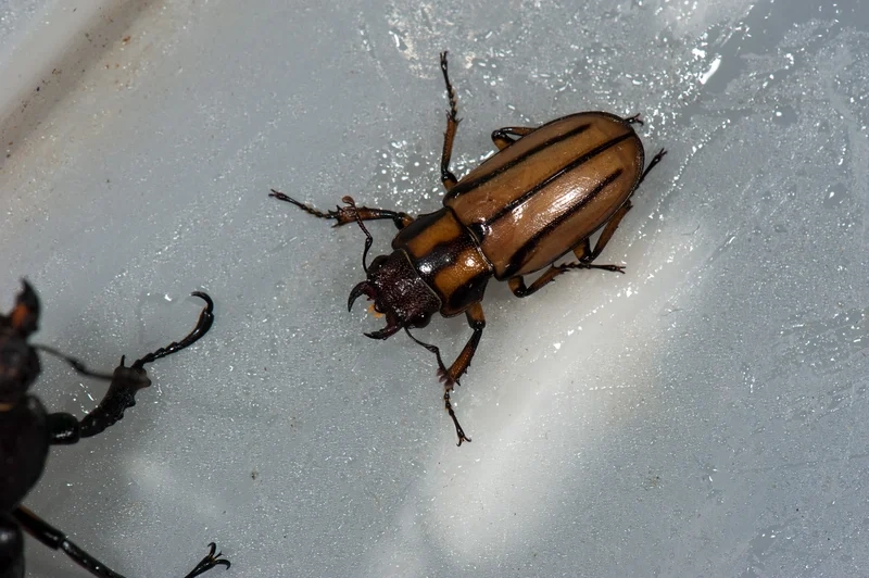 Sáng tạo nghệ thuật với bọ kẹp kìm nghệ thuật độc đáo