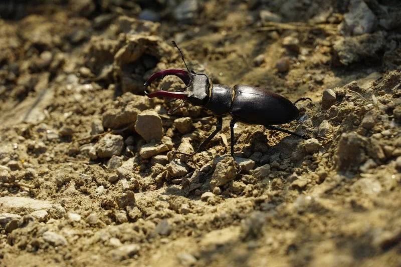 Tạo điểm nhấn màn hình với bọ kẹp kìm làm hình nền