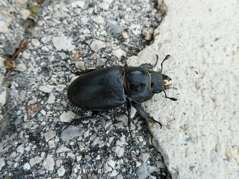 Khám phá bọ kẹp kìm môi trường sống phong phú