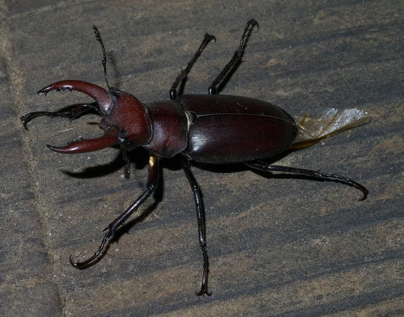 Ngắm bọ kẹp kìm tự nhiên bay lượn giữa lá cây